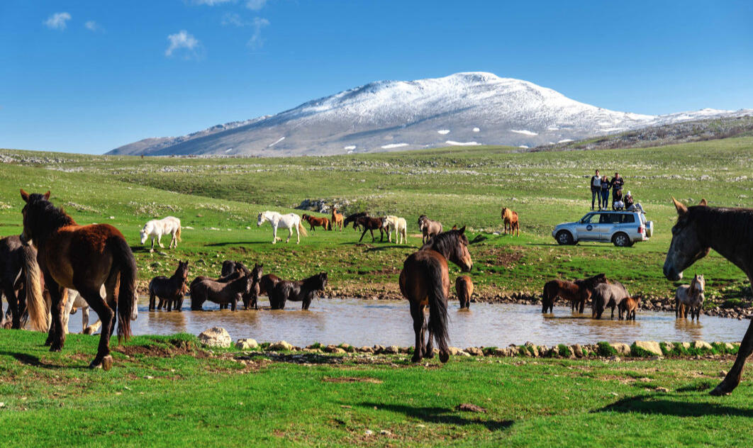 Wild Horses in Livno